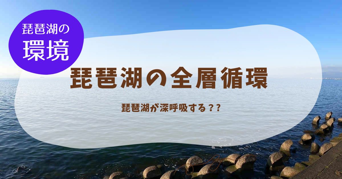 琵琶湖の全層循環