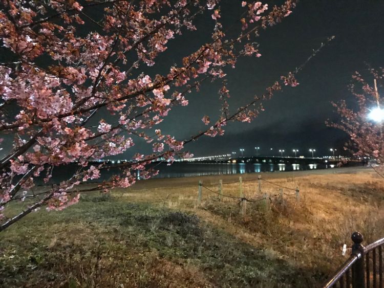近江大橋と河津桜